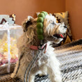 Load image into Gallery viewer, Small dog wearing green rope leash with comfortable foam handle outdoors