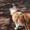 Load image into Gallery viewer, Brown border collie wearing olive green adjustable tactical harness side profile view walking outdoors on leash