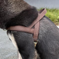 Load image into Gallery viewer, Large dog wearing brown leather no pull harness from behind walking outdoors showing back panel fit