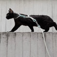 Load image into Gallery viewer, Black cat wearing adjustable cat harness and leash jumping on concrete wall outdoors showing durability