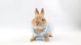 Load image into Gallery viewer, Dog Clothing, Cat & Rabbit Tutu Dress – Pastel Princess
