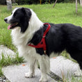 Load image into Gallery viewer, Border collie wearing red leather adjustable no pull harness walking outdoors on grass