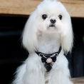 Load image into Gallery viewer, White Maltese wearing designer black tweed bow dog harness