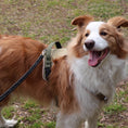 Load image into Gallery viewer, Brown and white border collie wearing olive green no pull tactical dog harness walking outdoors in park