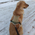 Load image into Gallery viewer, Golden retriever wearing olive green tactical dog harness walking in snow showing all weather durability