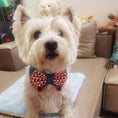 Load image into Gallery viewer, West Highland White Terrier wearing diamond bow tie pet collar