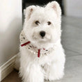 Load image into Gallery viewer, West Highland White Terrier wearing French ruffle collar with red ribbon detail