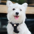 Load image into Gallery viewer, White Westie wearing luxury black tweed dog harness with pearl bow detail