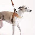Load image into Gallery viewer, 立佩戴Whippet wearing brown V-shaped soft vest harness with matching leash