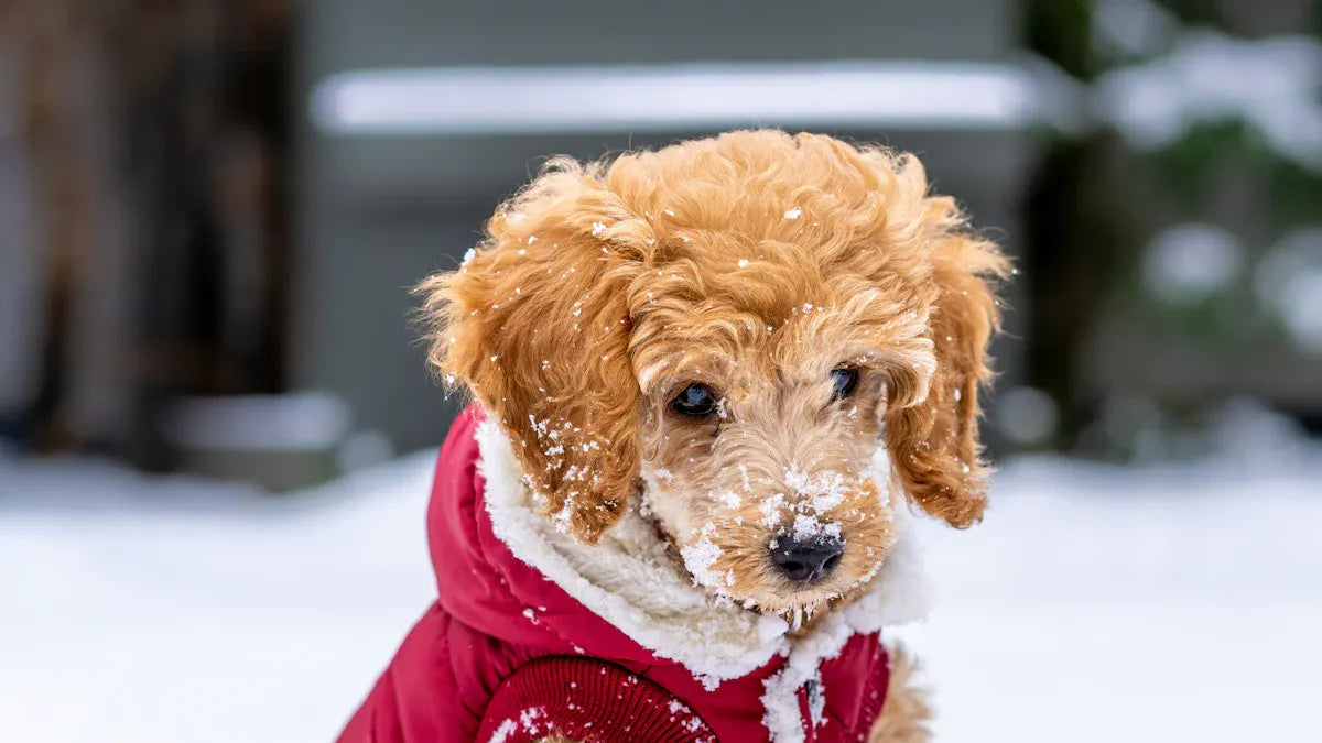 10 Best Dog Sweaters for Winter 2025 to Keep Your Pup Warm