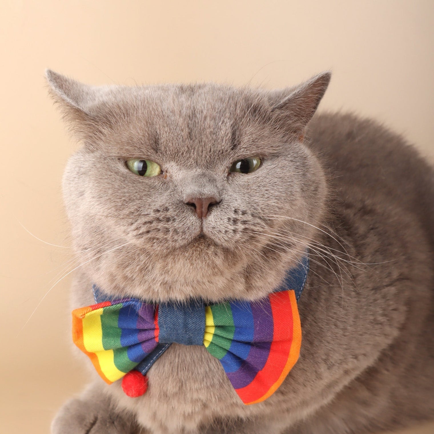 rainbow dog bow tie / cat bow tie