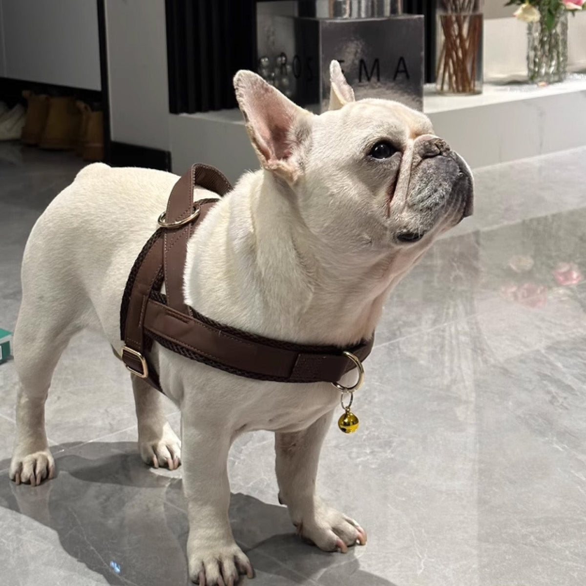 Owner putting a Y-front harness on a French Bulldog using the step-in method
