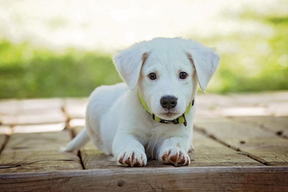 Best Pet Clothes Brands to Shop in 2025