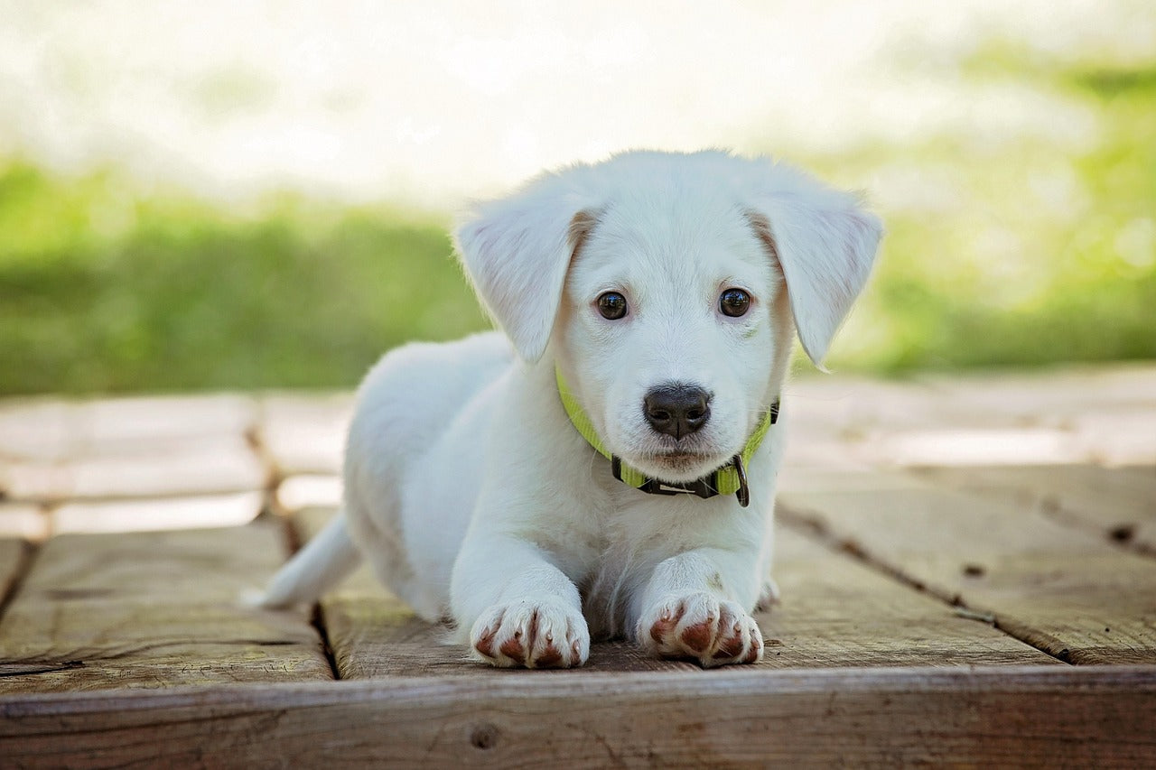 Best Pet Clothes Brands to Shop in 2025