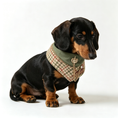 Load image into Gallery viewer, Black and tan Dachshund wearing GraviPaw houndstooth tweed bandana with gold crown brooch

