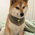 Load image into Gallery viewer, Shiba Inu wearing GraviPaw houndstooth tweed bandana with gold crown brooch and chain
