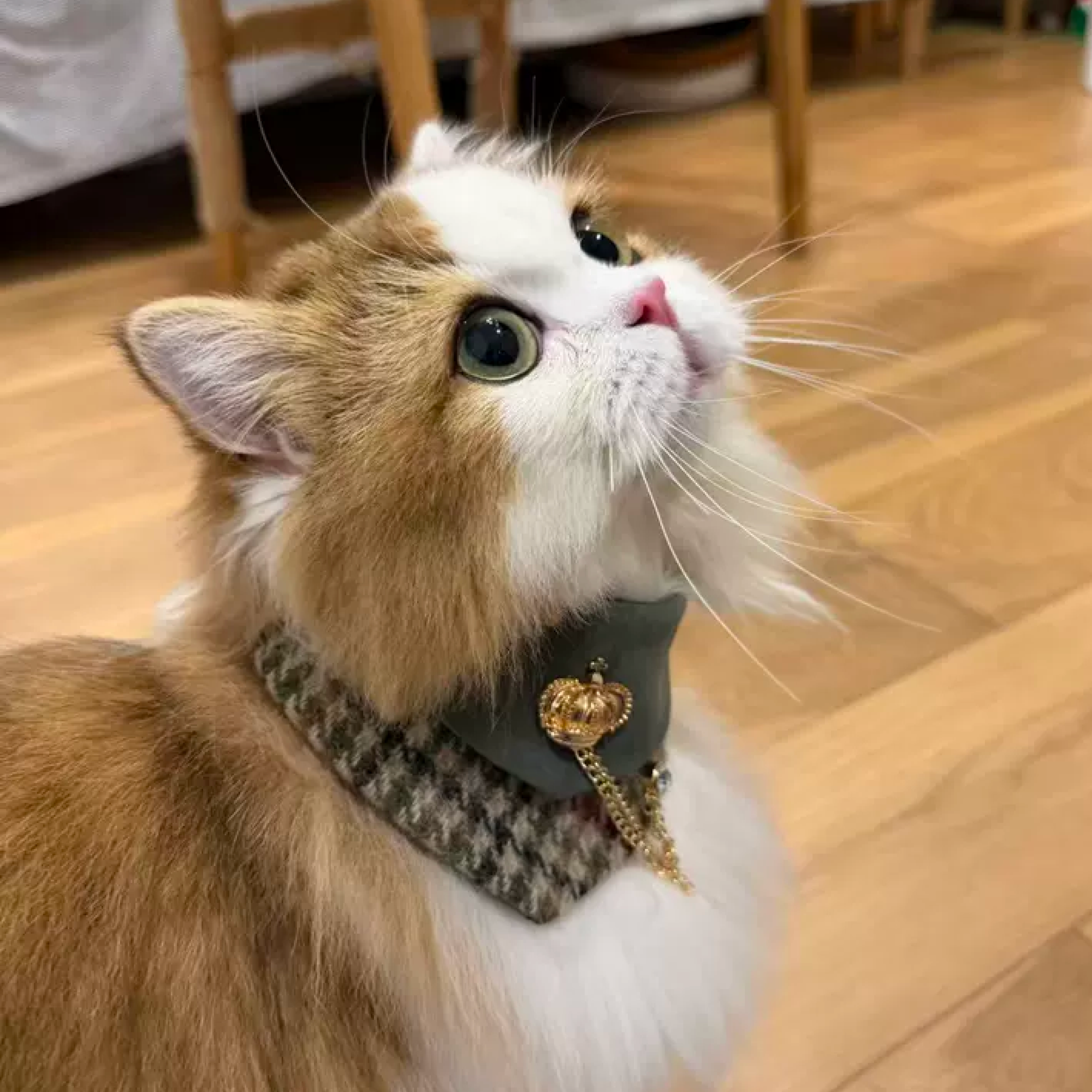 Orange and white cat looking up wearing GraviPaw houndstooth tweed bandana with crown brooch