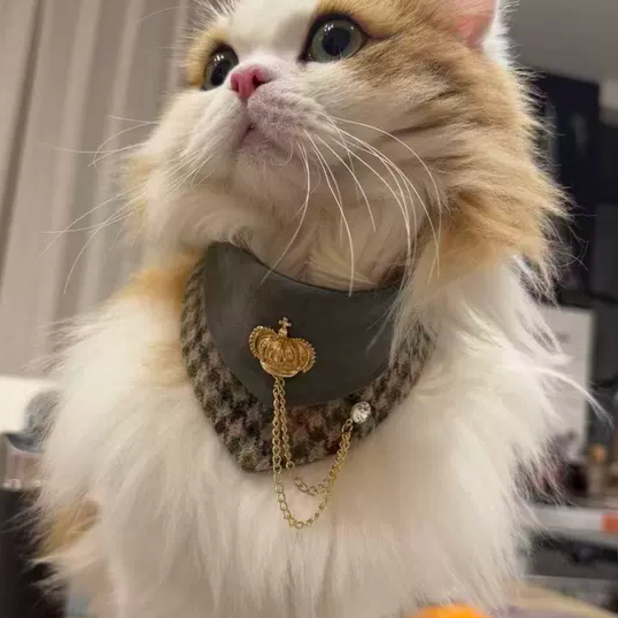 Fluffy cat wearing GraviPaw sage green and houndstooth bandana with gold crown chain detail