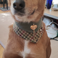 Load image into Gallery viewer, Small dog wearing GraviPaw royal crown houndstooth bandana with personalized leather name tag
