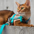 Load image into Gallery viewer, Abyssinian cat wearing teal escape proof harness with reflective leash outdoors
