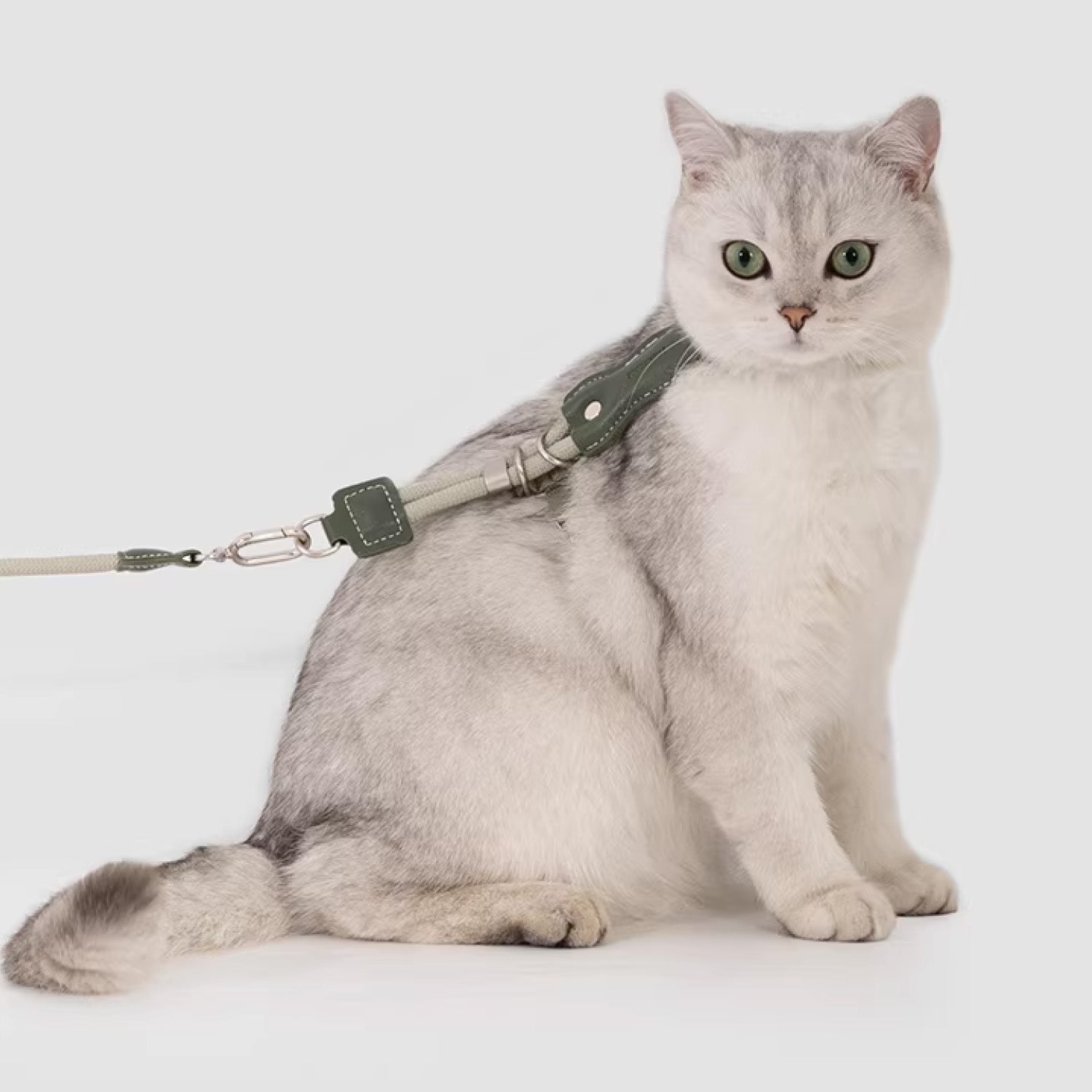 White British shorthair cat wearing beige adjustable lightweight harness with rope leash sitting indoors