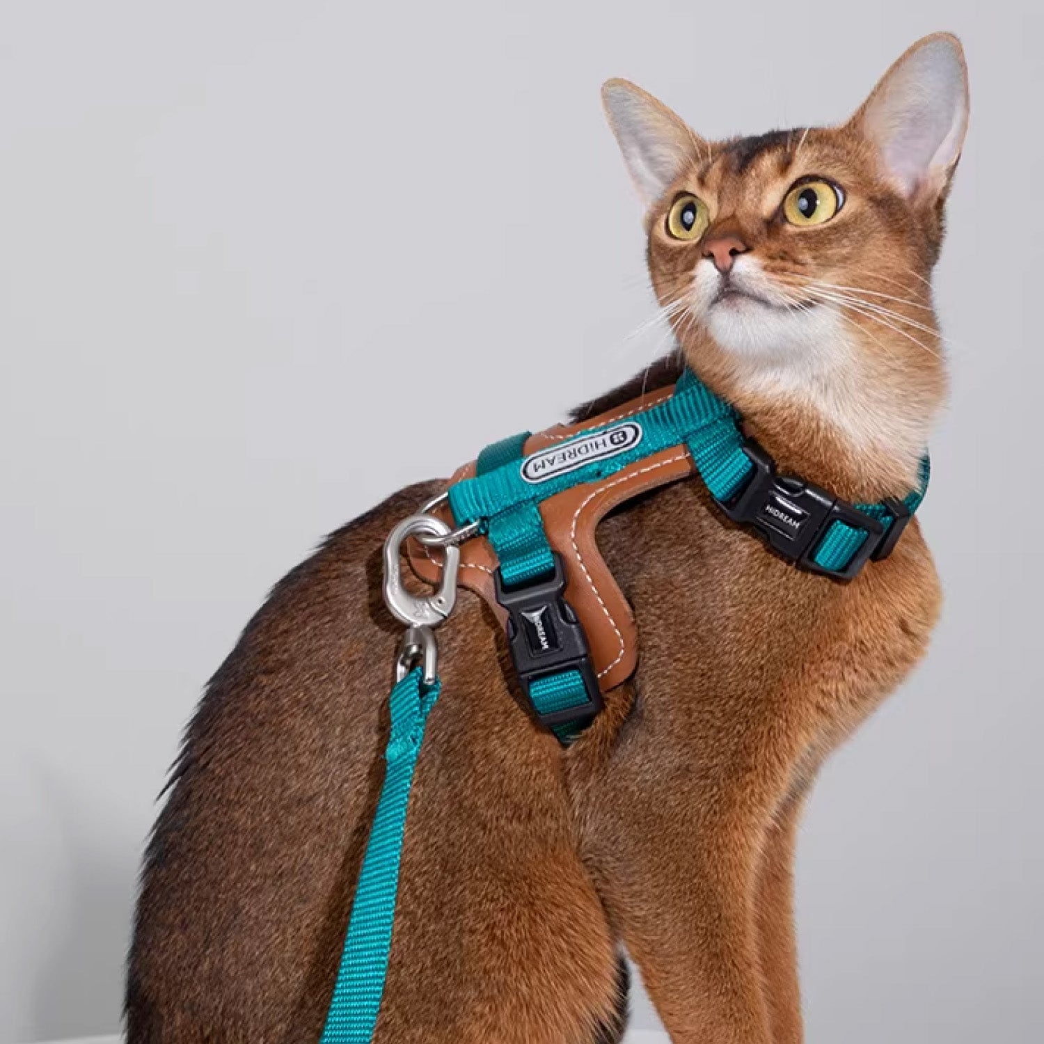 Adjustable teal cat vest harness worn by Abyssinian cat with reflective logo