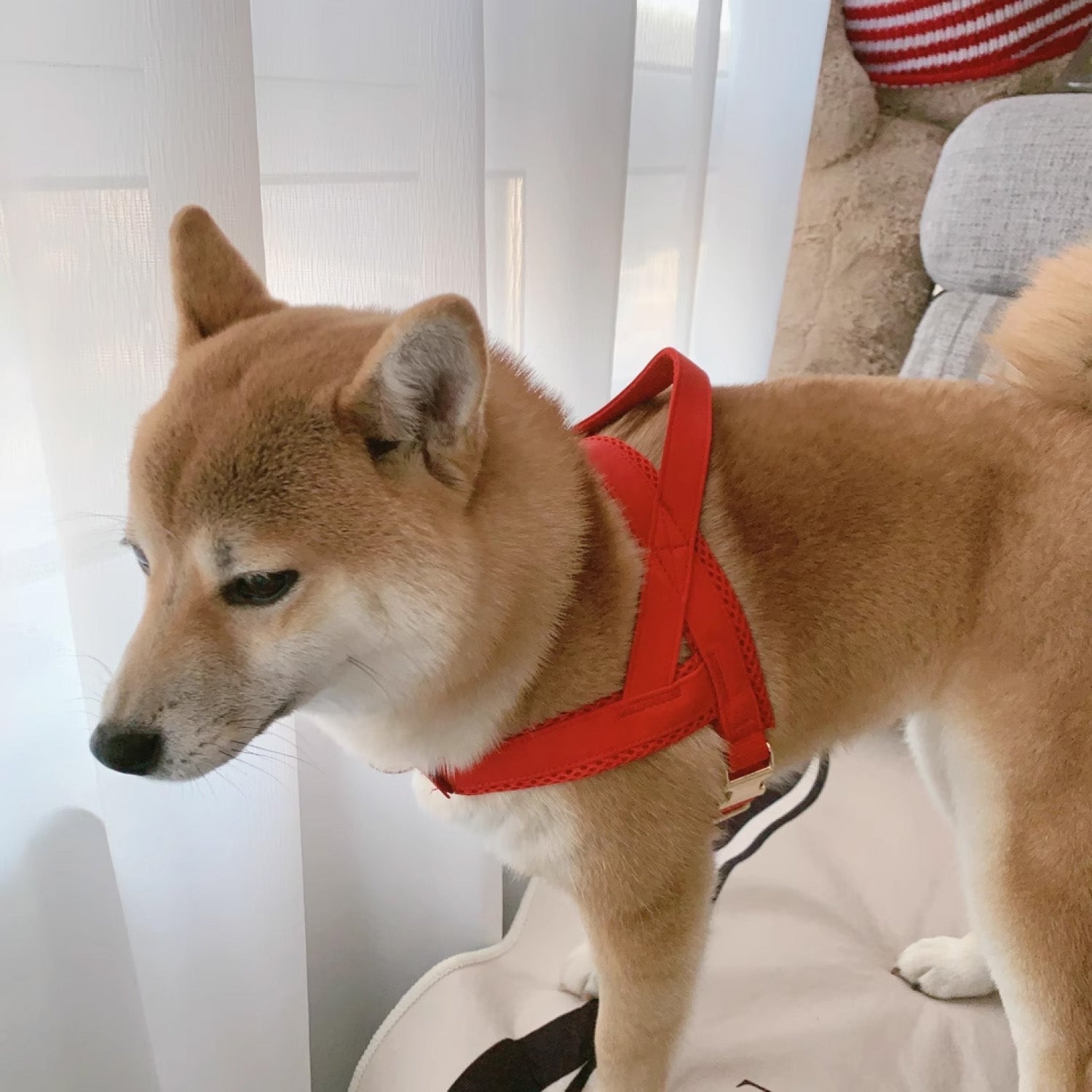 Shiba Inu wearing red leather mesh dog harness indoors showing adjustable chest strap fit