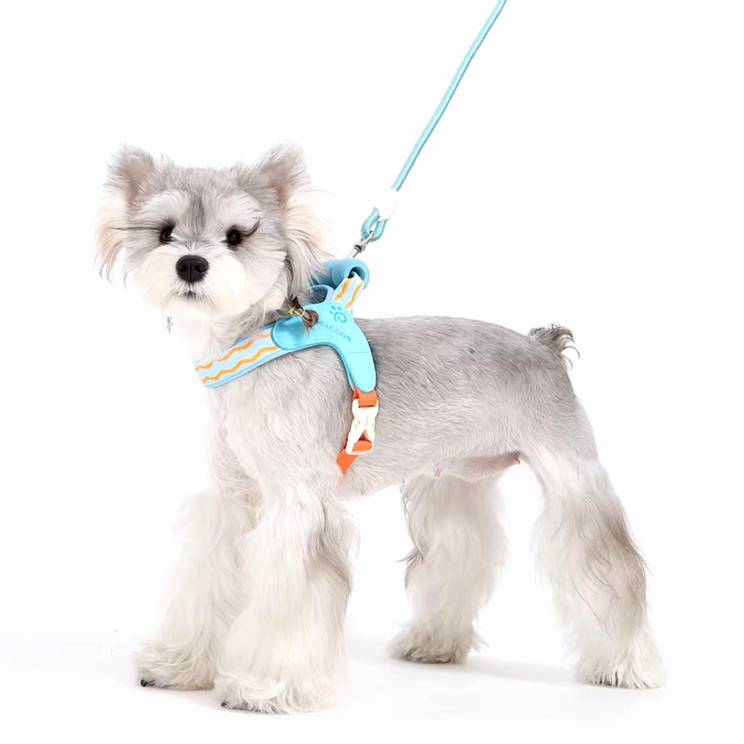 Schnauzer wearing blue mesh vest harness with adjustable straps
