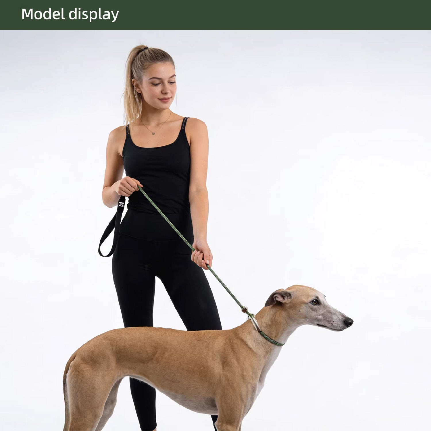 Model walking Greyhound on reflective green nylon dog training slip leash