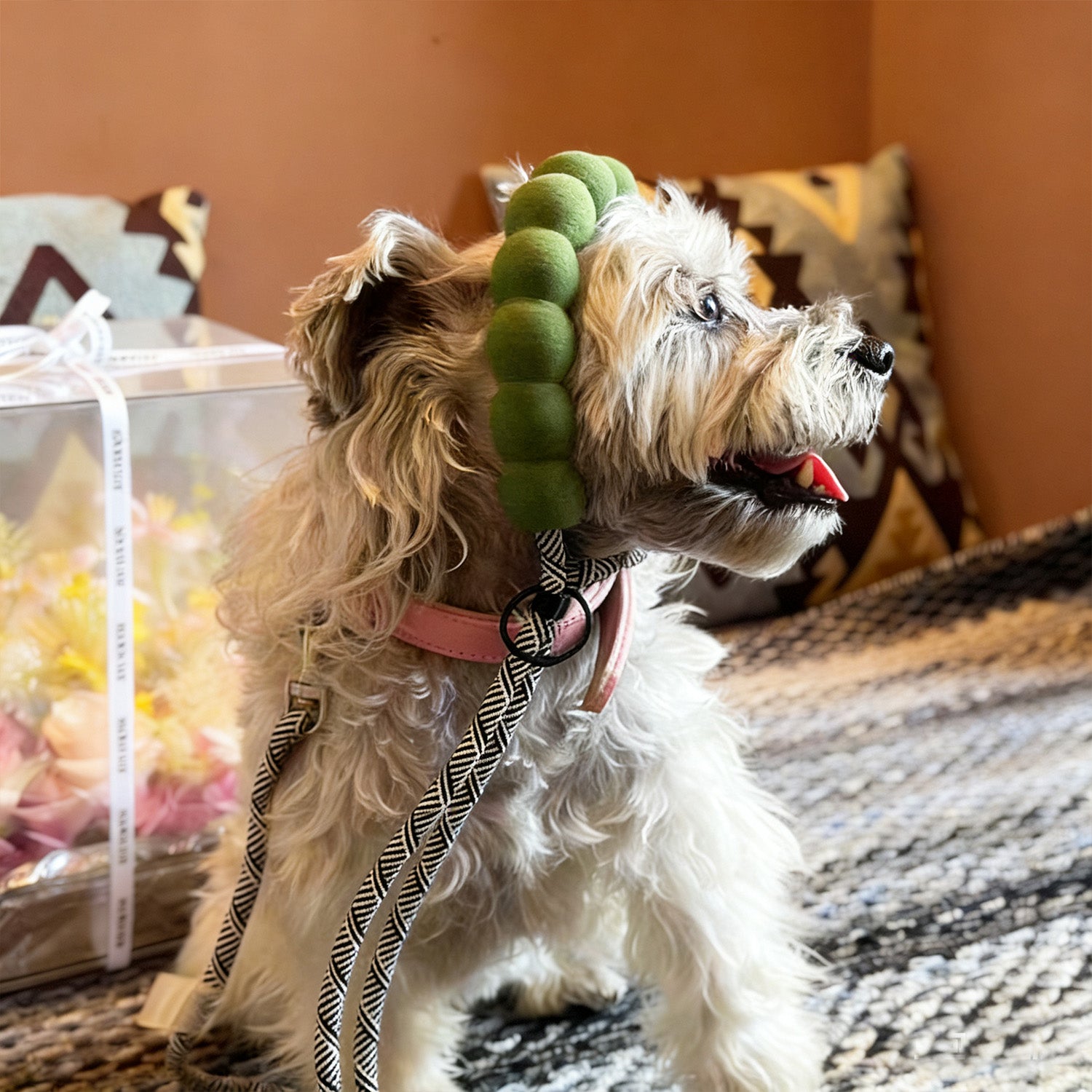 Small dog wearing green rope leash with comfortable foam handle outdoors