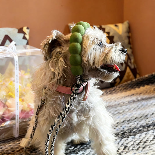 Small dog wearing green rope leash with comfortable foam handle outdoors