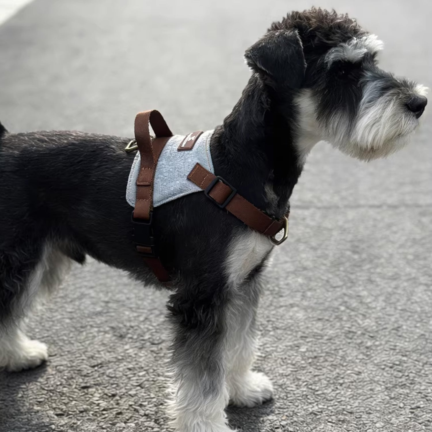 Side view of Schnauzer wearing adjustable soft vest dog harness outdoors