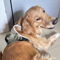 Load image into Gallery viewer,  Golden retriever wearing olive green adjustable tactical harness side view close up showing chest panel and buckle adjustment
