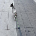 Load image into Gallery viewer, Dog walking forward on grey pavement with reflective anti pull P-leash
