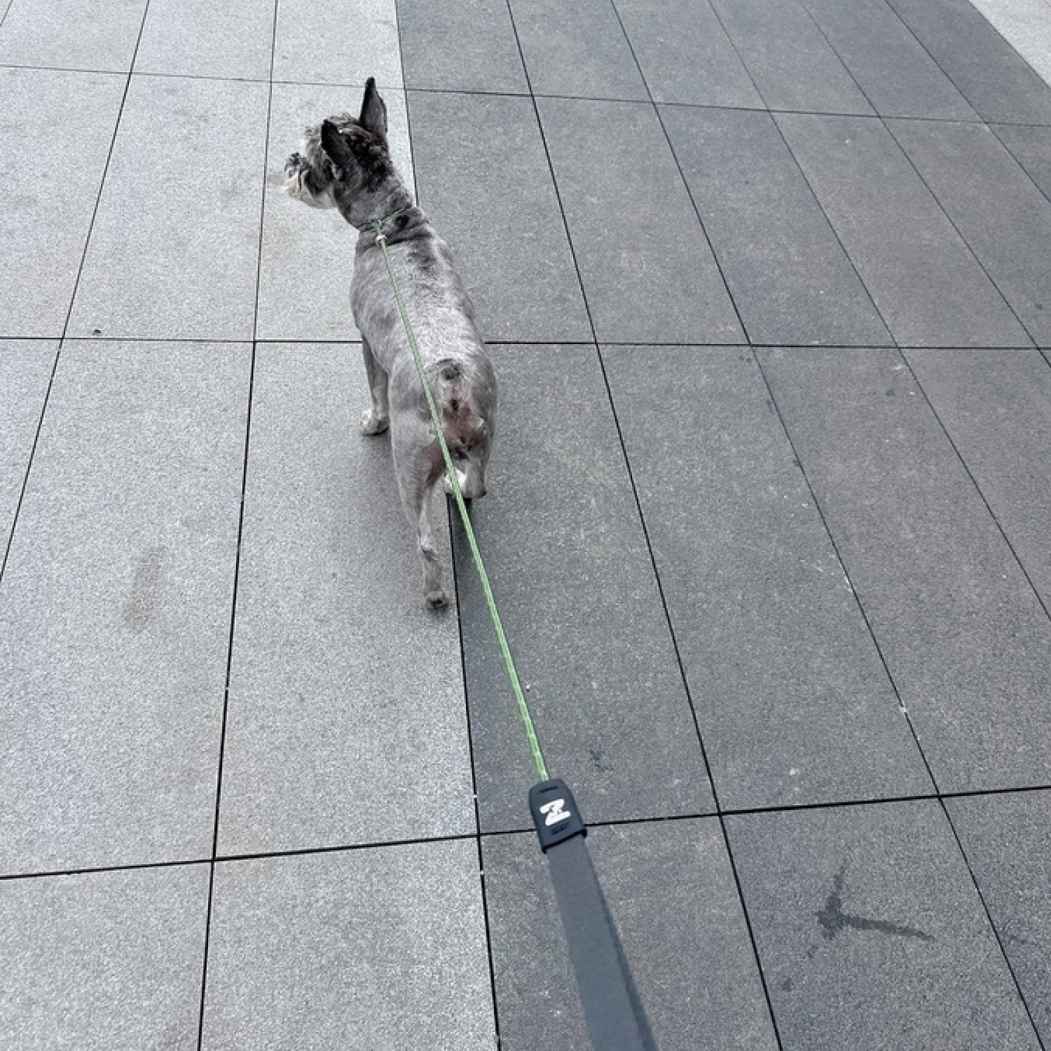 Dog walking forward on grey pavement with reflective anti pull P-leash
