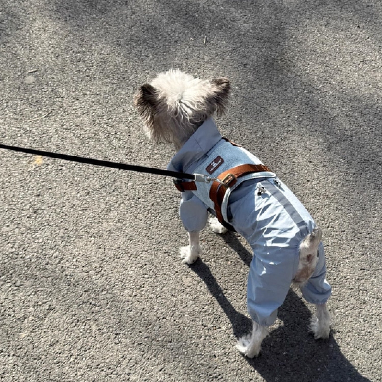 Small dog walking outdoors on leash with adjustable anti pull vest harness