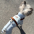 Load image into Gallery viewer, Small dog in blue outfit wearing brown trim anti pull vest harness
