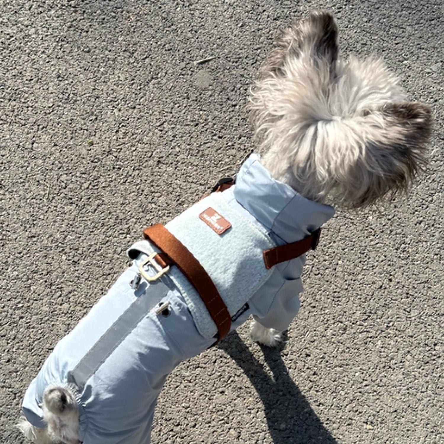 Small dog in blue outfit wearing brown trim anti pull vest harness