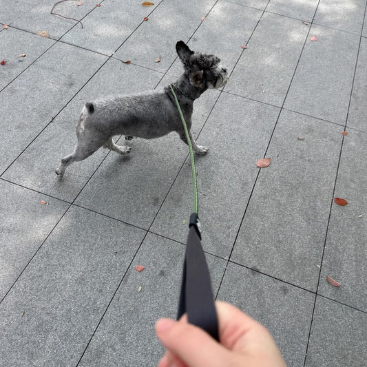 French Bulldog walking with reflective green slip leash held by owner