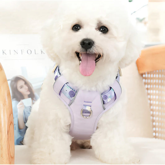 White Bichon Frise wearing blueberry purple breathable mesh dog harness