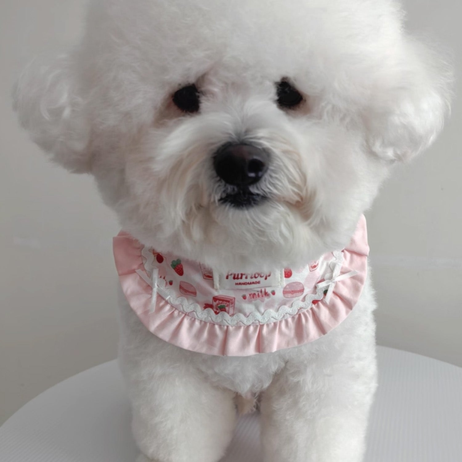 White Bichon Frise wearing pink strawberry milk print ruffle pet collar