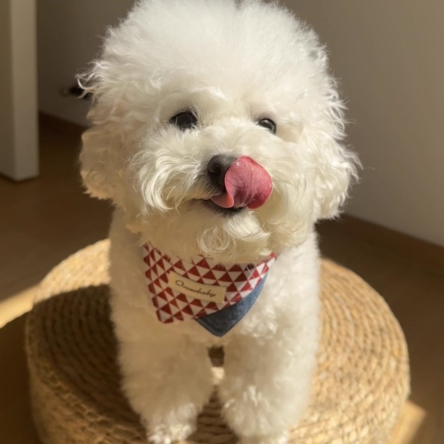 White Bichon Frise wearing red white diamond triangle bandana pet collar
