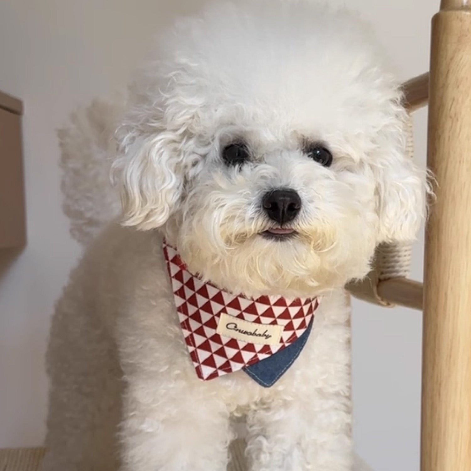 White Bichon dog wearing red white diamond pattern bandana pet collar