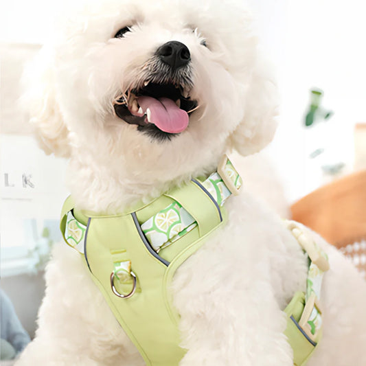 White Bichon Frise wearing lemon green breathable mesh dog harness