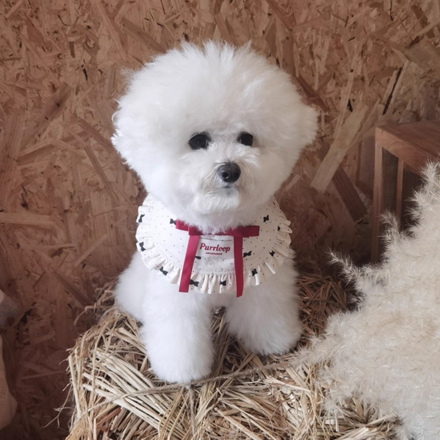 Bichon Frise wearing French-inspired ruffle pet collar with red ribbon