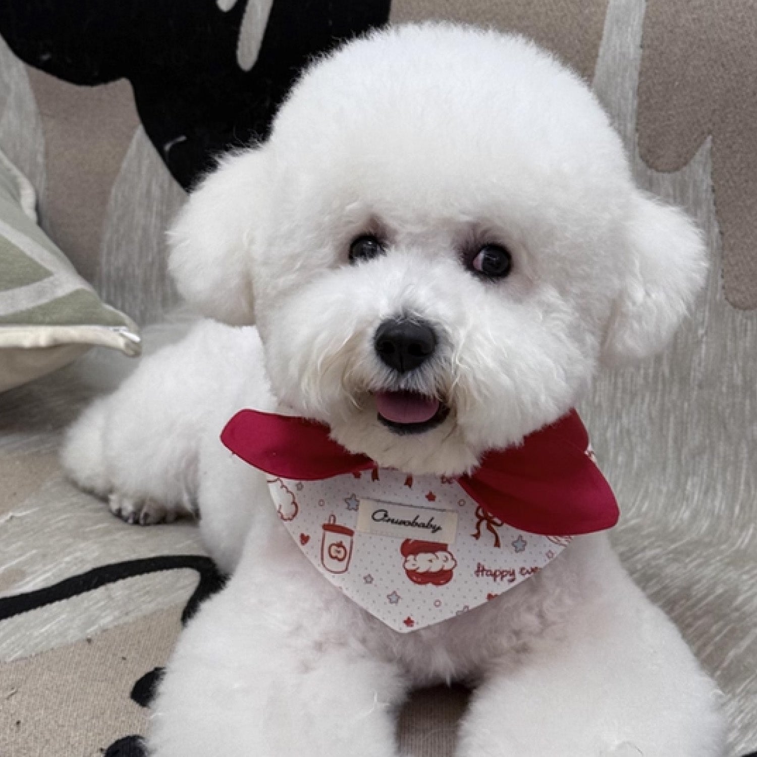 White Bichon Frise wearing red bow printed bandana pet collar