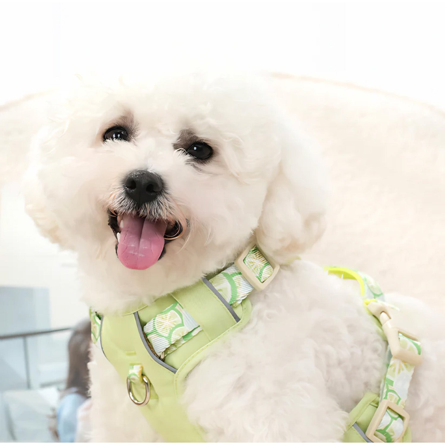 hite Bichon dog wearing citrus print summer mesh dog harness with leash