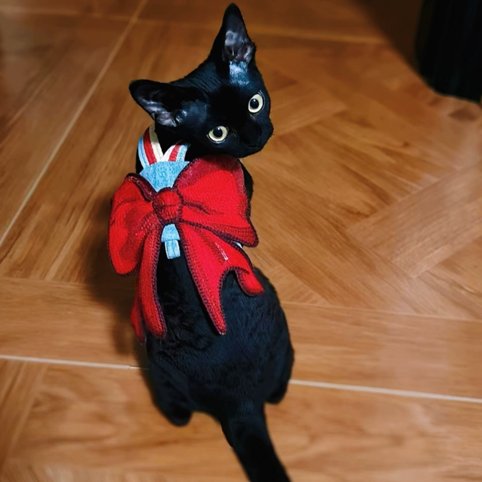 Black cat wearing GraviPaw denim cat harness with oversized sparkling red bow and red leash, facing camera