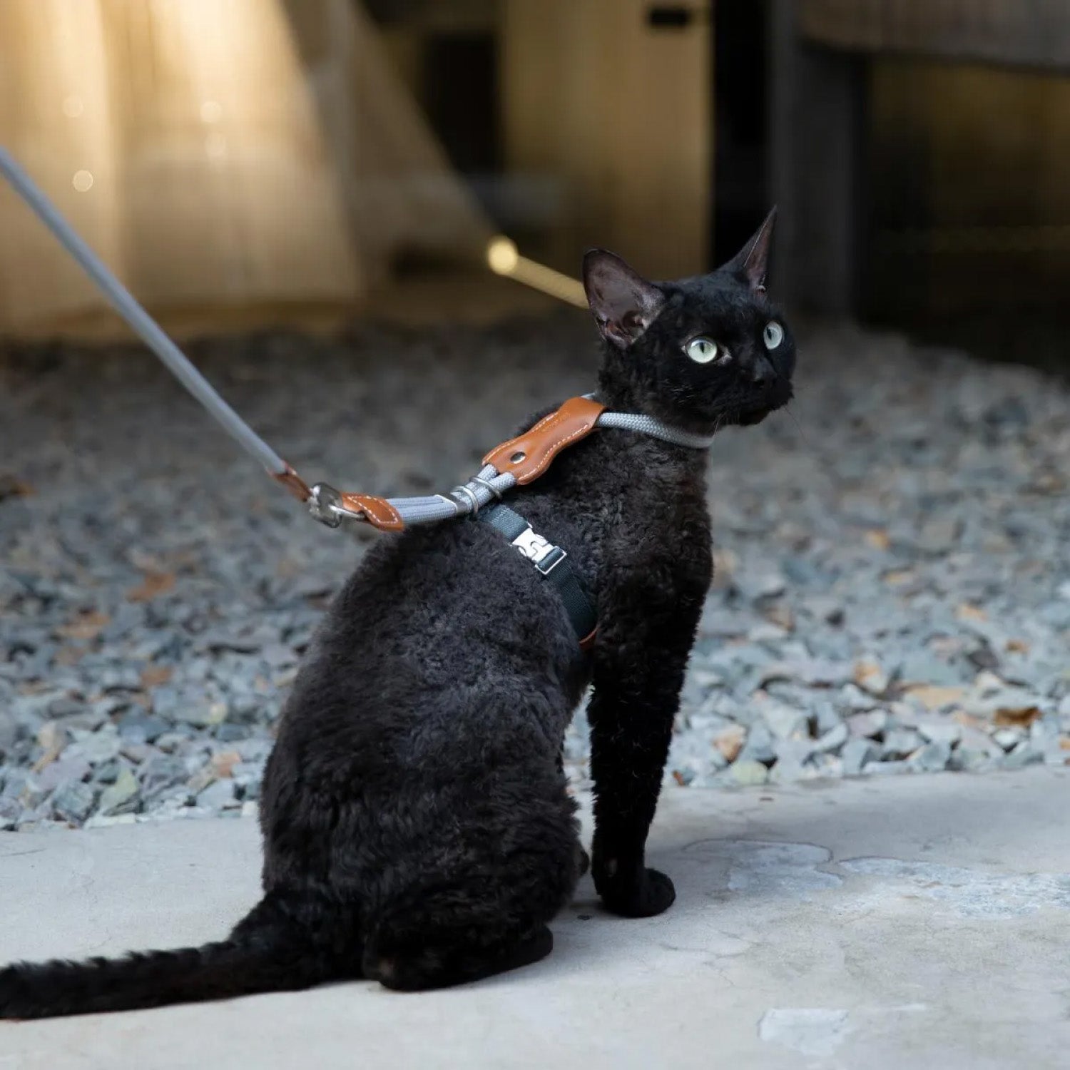 Black cat wearing green and beige adjustable cat harness with rope leash sitting outdoors on pavement