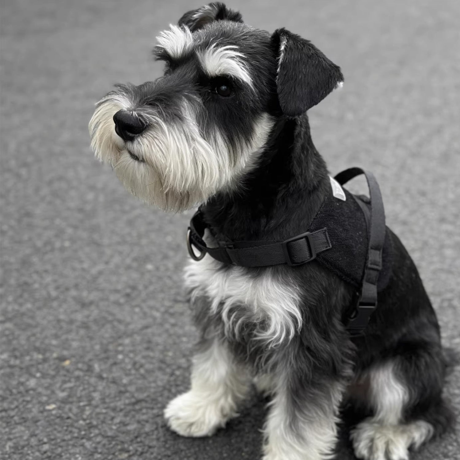 Schnauzer sitting outdoors wearing black anti pull soft vest dog harness